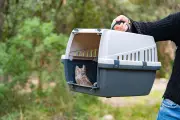 Une dizaine de hiboux petits ducs relâchés ce mercredi à Nice