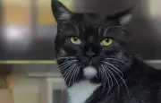 Une famille bloquée sur l'autoroute en Isère après la fuite de leur chatte Chanel