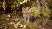 Une famille sacrifie ses vacances pour retrouver sa chatte perdue sur une aire d'autoroute