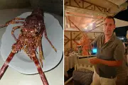 Une langouste rachetée 300 € et relâchée en mer à Roquebrune