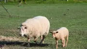 Une porte pour ses moutons coûte 117 000 € à une éleveuse
