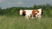 Vache enlisée à 80% dans la vase : sauvetage réussi dans le Doubs
