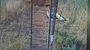 Vandalisme aux Jardins Partagés de Générac : canards et tortues volés