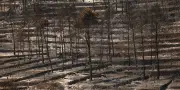 Var : nouveau feu non fixé, 6 300 hectares parcourus, Gironde stable