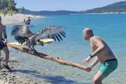 Vautour tombé dans le lac de Sainte-Croix : sauvé par des baigneurs