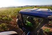 Vendange 2026 dans le Var : précocité record et défis climatiques