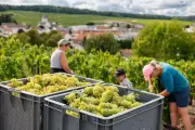 Vendanges 2024 : précocité historique dans les vignobles français