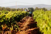 Vendanges 2026 dans le Var : Terra Provincia bat un nouveau record de précocité