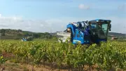 Vendanges 2026 : début des récoltes au Pouget