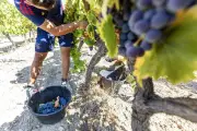 Vendanges 2026 : le ministère renonce aux prévisions d'août