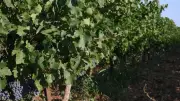Vendanges et fête votive : prudence sur les routes à Beauvoisin