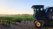 Vendanges précoces dans le Gard rhodanien : une saison prometteuse