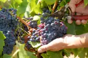 Vendanges précoces dans le Golfe de Saint-Tropez : le désarroi des vignerons