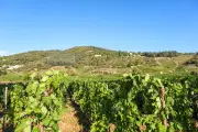 Vendanges précoces et petites récoltes : le vin face au climat