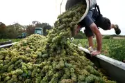 Vendanges précoces : la main-d'œuvre manque dans les vignobles