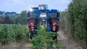 Vendanges précoces à Montpellier : Benoît Lacombe espère 5 tonnes/ha