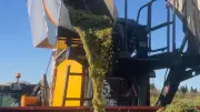Vendanges à Redessan : une récolte de qualité malgré la chaleur