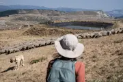Vercors : bergères et brebis essorées par la sécheresse