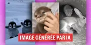 Vidéos d'animaux générées par IA : trahison et fascination