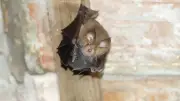 Villeneuvette : une nuit dédiée aux chauves-souris, plus nombreuses que les habitants