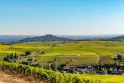 Vins rouges frais : les meilleures appellations de Loire et d'Auvergne