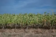 Viticulture en Bretagne, Normandie et Hauts-de-France : une nouvelle ère