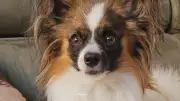 Vol de chien dans le Gard : 3 000 € de récompense pour retrouver Astorg