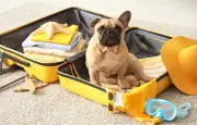 Voyager avec son animal : règles, transports et hébergements