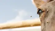 West Nile dans l'Hérault : six cas équins confirmés, la DDPP alerte
