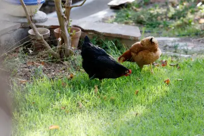 Adoptez des poules de réforme autour de Brignoles pour leur offrir une retraite