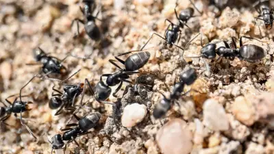 Ardèche : des centaines de fourmis Tapinoma magnum envahissent un quartier