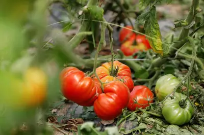 Avignon : demi-tonne de légumes volés, le maraîcher met en garde