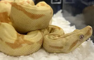 Boa constrictor en fuite : la mairie de Saint-André-de-Sangonis appelle à la vigilance