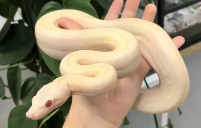 Boa constrictor fugitif retrouvé à Saint-André-de-Sangonis