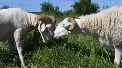 Braquage d'un éleveur de moutons : deux suspects mis en examen à Nîmes