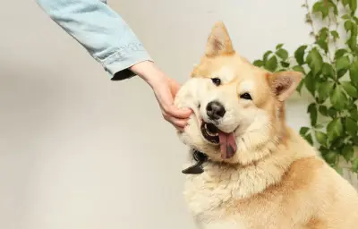 Budget chien 2026 : entre 150 et 400 € par mois