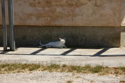 Canicule : six départements en orange, records de chaleur battus
