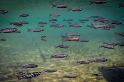 Cap-d'Ail : 60 espèces de poissons recensées dans le port