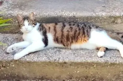 Chat Bornéo grièvement blessé par deux plombs à Six-Fours