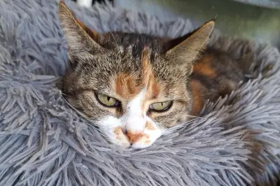 Chat tué par balle à Saint-Raphaël : une retraitée porte plainte