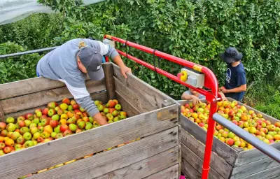 Cidrerie de Condé-sur-Vire : pressage avancé après la sécheresse
