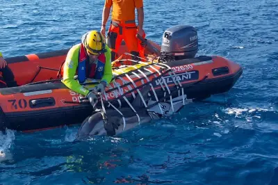 Dauphin échoué à Bandol : sauvé et ramené au large