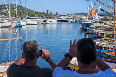 Dauphin dans le port de Sanary : les spécialistes du RNE veillent