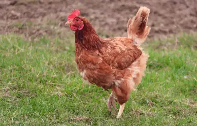 Essonne : 600 poules pondeuses vendues en une journée