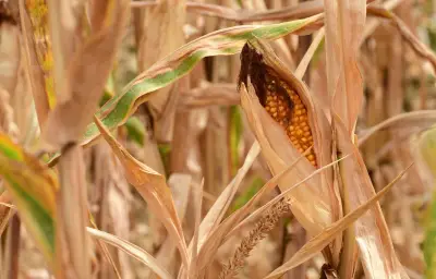FNSEA : détresse agricole, plan d'urgence reporté