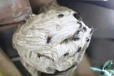 Frelons asiatiques : les apiculteurs azuréens démunis face au carnage