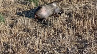 Gard : qui abandonne des cadavres de sangliers dans les garrigues ?