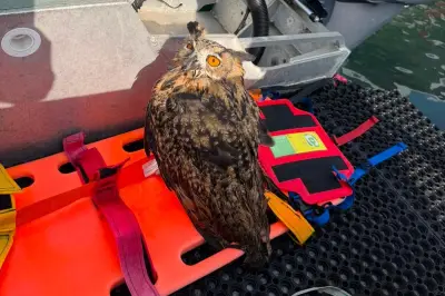 Hibou grand-duc sauvé de la noyade à Nice : son envol ce soir