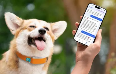 Invoxia lance un collier chien qui raconte la journée de votre animal