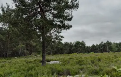 Landes : un plan pour redonner à la forêt son rôle d'éponge naturelle